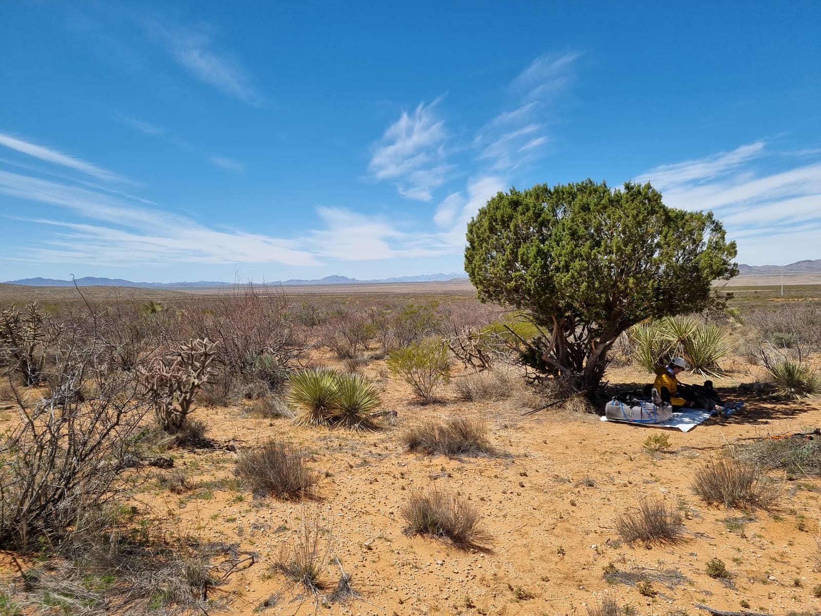 Hiker resting under a lone desert tree in New Mexico on the CDT