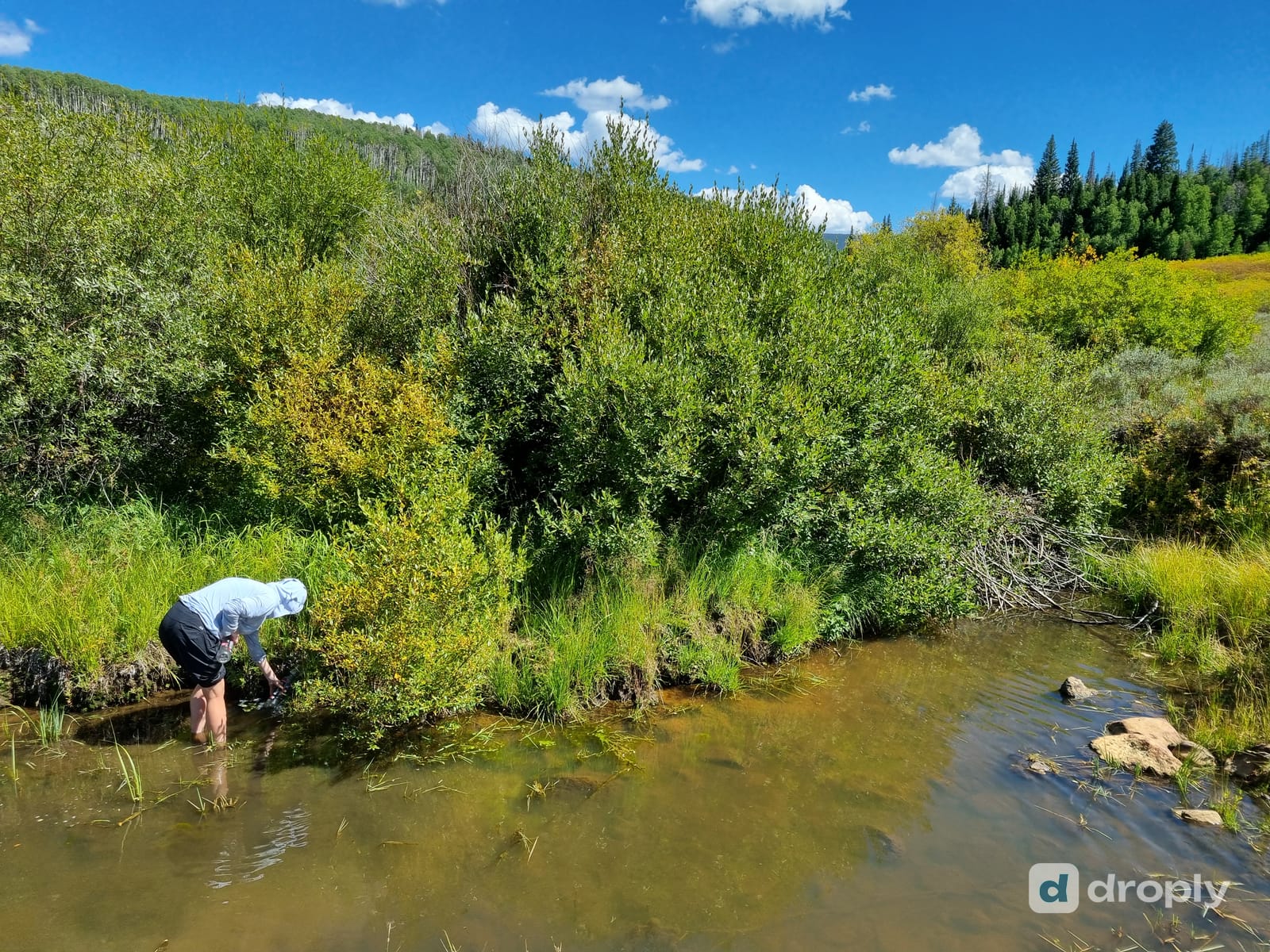 Hiker collecting water from the fastest-flowing part of a mountain creek, surrounded by green willows. Moving water is one of the safer sources on trail