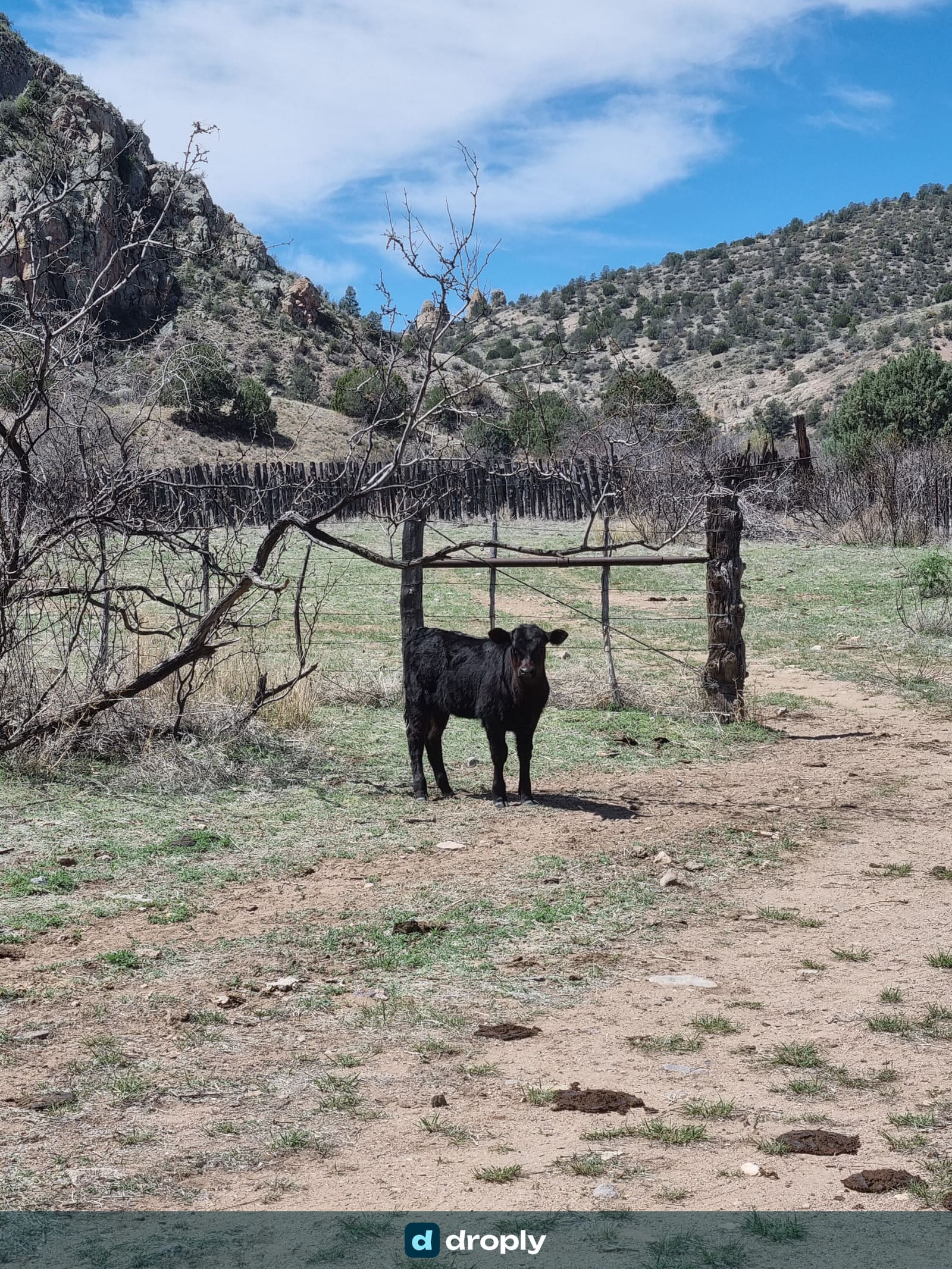 A black calf standing at a fence gate in a green canyon