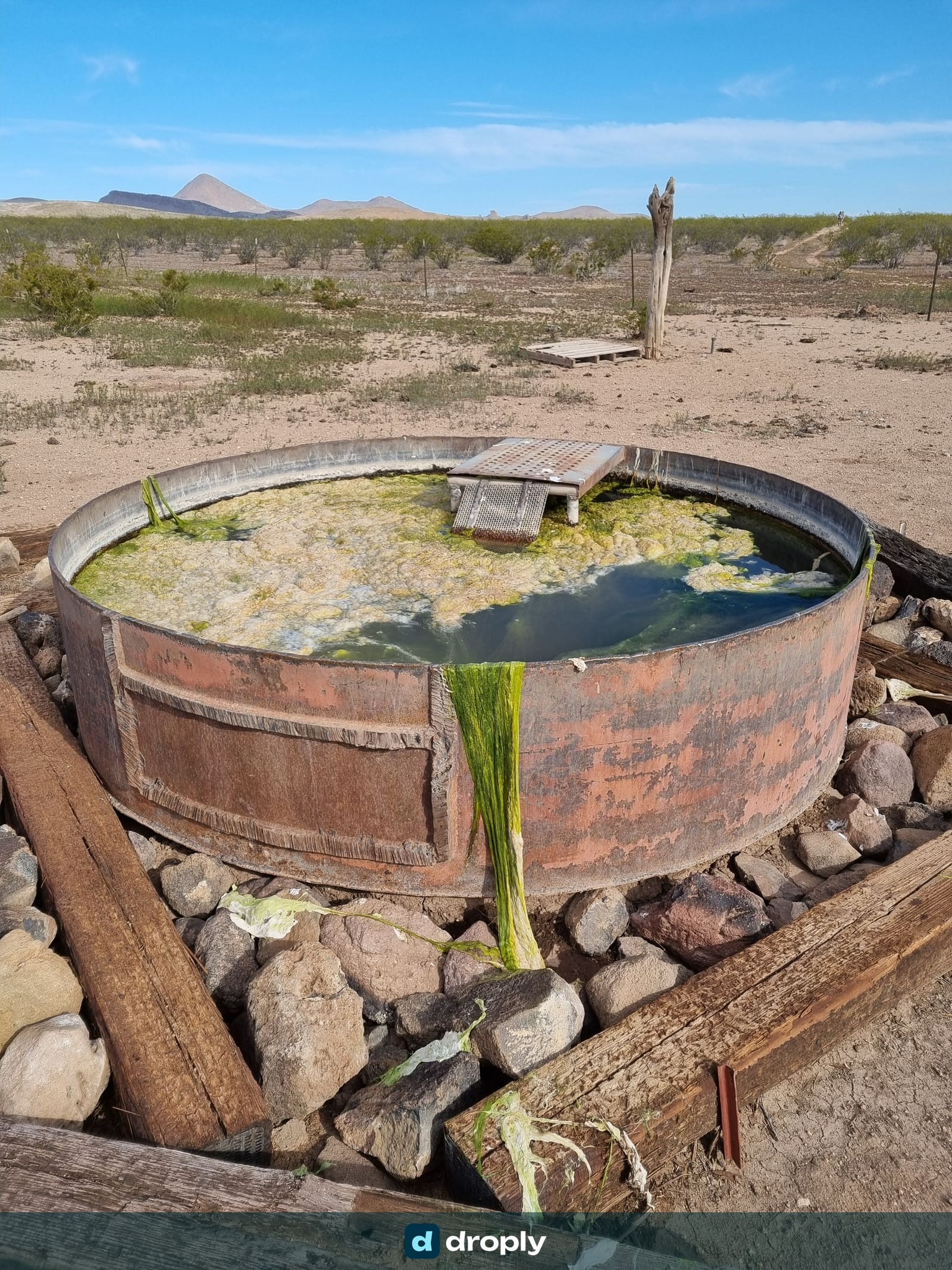 A rusty cattle water tank with murky green water in the New Mexico desert