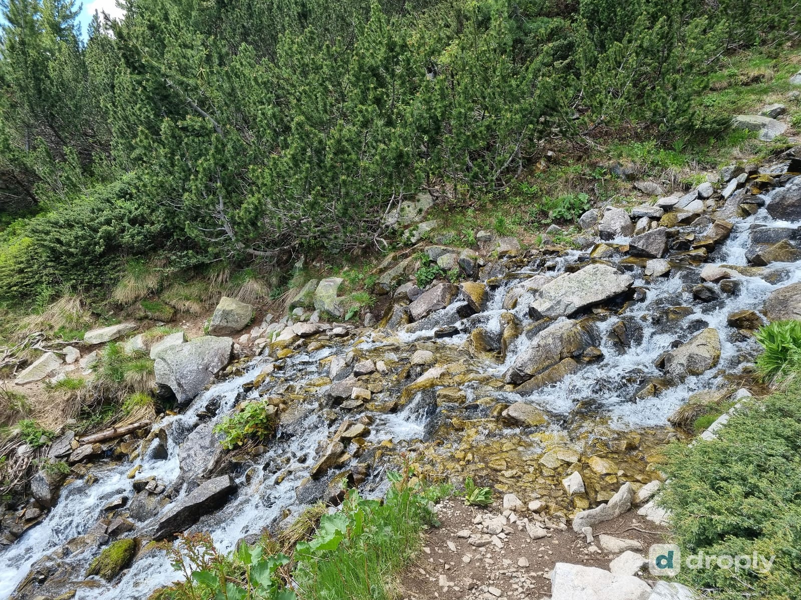 A mountain stream cutting through granite boulders in a pine forest beside a hiking trail