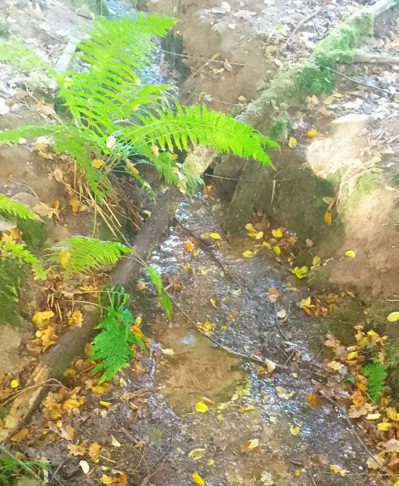 Spring water rising just above the fish ponds, cold and running steadily, so there is no need to haul a full bottle out…